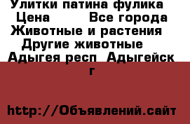 Улитки патина фулика › Цена ­ 10 - Все города Животные и растения » Другие животные   . Адыгея респ.,Адыгейск г.